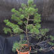 Borovoce Wald - Pinus sylvestris KA-20 - 3/5