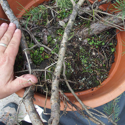 Borovoce Wald - Pinus sylvestris KA-22 - 3