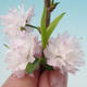 Outdoor-Bonsai - Japanische Kirschblüte - 3/4