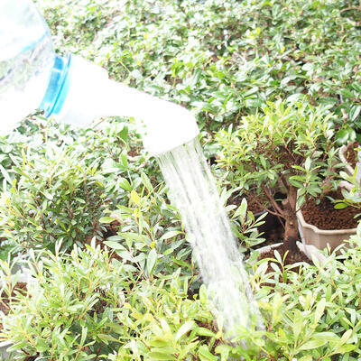 Bonsai-Flaschensprinkler aus Kunststoff 20 Stück, Weiß - 3
