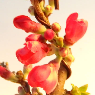 Outdoor bonsai - Chaneomeles japonica - Japoński pigwa - 3