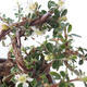 Outdoor Bonsai-Cotoneaster horizontalis-Rockrose - 3/3
