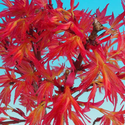 Bonsai im Freien - Acer palmatum Beni Tsucasa - Palmahorn - 3