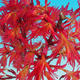 Bonsai im Freien - Acer palmatum Beni Tsucasa - Palmahorn - 3/4