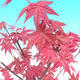 Outdoor-Bonsai - Ahorn palmatum DESHOJO - Maple dlanitolistý - 3/3