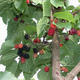 Outdoor-Bonsai - Morus alba - Mulberry - 3/6