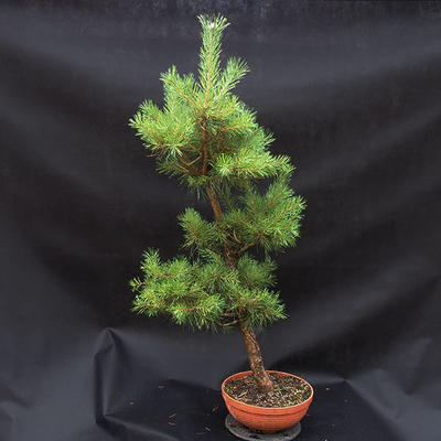 Kiefer - Pinus sylvestris NO-3 - 3