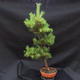 Kiefer - Pinus sylvestris NO-3 - 3/5