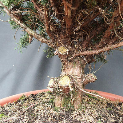 Juniper Juniperus chinensis čínský- NO-17 - 3