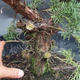 Juniper Juniperus chinensis čínský- NO-18 - 3/6