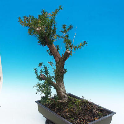 Yew - Taxus Bacata WO-11 - 3