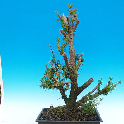 Yew - Taxus Bacata WO-04 - 3