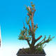 Yew - Taxus Bacata WO-04 - 3/5
