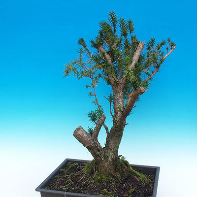 Yew - Taxus Bacata WO-07 - 3
