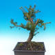 Yew - Taxus Bacata WO-09 - 3/5