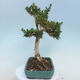 Outdoor-Bonsai - Buxus microphylla - Buchsbaum - 4/5