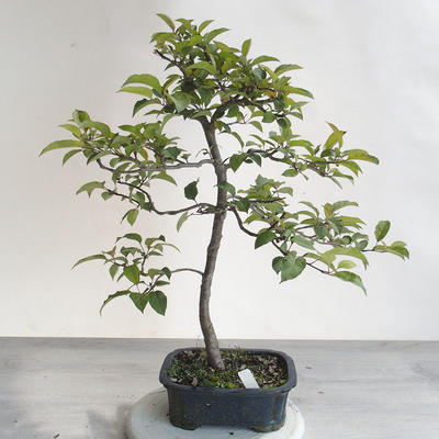Bonsai im Freien - Malus sp. - Kleinfruchtiger Apfelbaum - 4