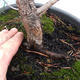 Yamadori - Pinus sylvestris - Waldkiefer - 4/4