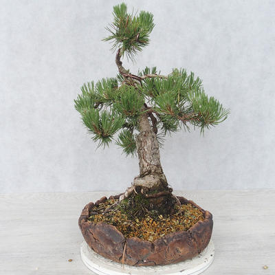 Bonsai im Freien - Pinus Mugo - kniende Kiefer - 4