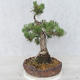 Bonsai im Freien - Pinus Mugo - kniende Kiefer - 4/5
