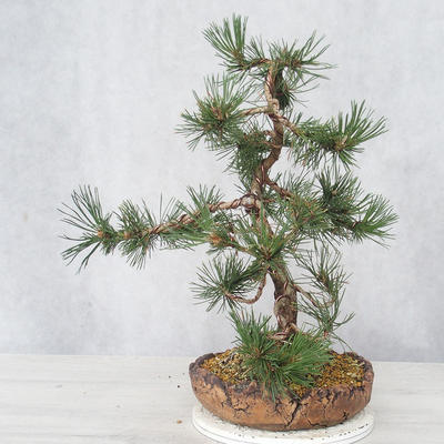Bonsai im Freien - Pinus Mugo - kniende Kiefer - 4