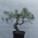 Yamadori - Pinus sylvestris - Waldkiefer - 4/4