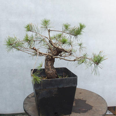 Yamadori - Pinus sylvestris - Waldkiefer - 4