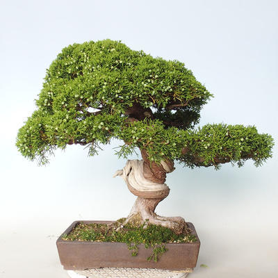 Bonsai im Freien - Juniperus chinensis Itoigava-chinesischer Wacholder - 4