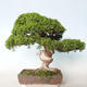 Bonsai im Freien - Juniperus chinensis Itoigava-chinesischer Wacholder - 4/5