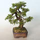 Bonsai im Freien - Juniperus chinensis Itoigava-chinesischer Wacholder - 4/4