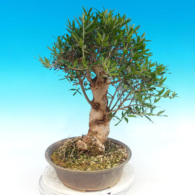Innenbonsais - Olea europaea sylvestris - oliva europäisches kleines - 4