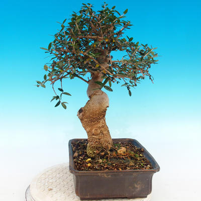 Innenbonsais - Olea europaea sylvestris - oliva europäisches kleines - 4