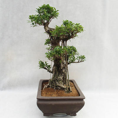 Innenbonsai - Ficus kimmen - kleiner Blattficus PB2191216 - 4