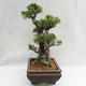 Innenbonsai - Ficus kimmen - kleiner Blattficus PB2191216 - 4/6