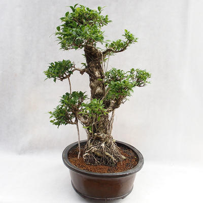 Indoor Bonsai - Ficus kimmen - kleiner Blattficus PB2191217 - 4