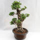 Indoor Bonsai - Ficus kimmen - kleiner Blattficus PB2191217 - 4/6