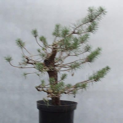Yamadori - Pinus sylvestris - Waldkiefer - 4