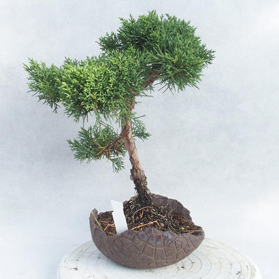 Bonsai im Freien - Juniperus chinensis - chinesischer Wacholder - 4