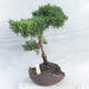 Bonsai im Freien - Juniperus chinensis - chinesischer Wacholder - 4/4