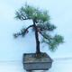 Bonsai im Freien - Pinus sylvestris - Waldkiefer - 4/5