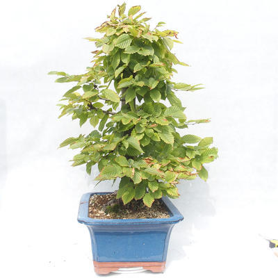 Bonsai im Freien - Carpinus betulus - Hainbuche - 4