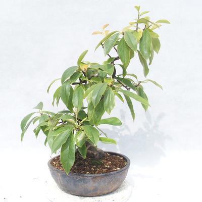Bonsai im Freien - Pseudocydonia sinensis - Chinesische Quitte - 4