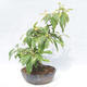 Bonsai im Freien - Pseudocydonia sinensis - Chinesische Quitte - 4/5