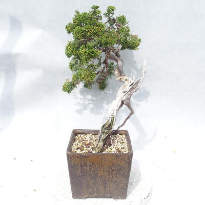Bonsai im Freien - Juniperus sabina - Wacholder - 4