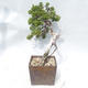 Bonsai im Freien - Juniperus sabina - Wacholder - 4/5