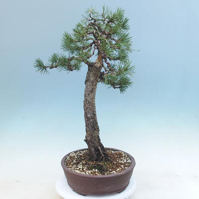 Außen Bonsai -Borovice Moor - Pinus uncinata - 4