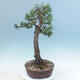 Außen Bonsai -Borovice Moor - Pinus uncinata - 4/5