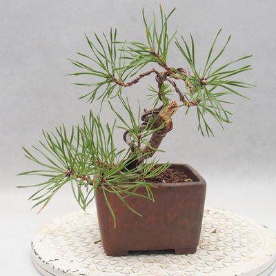 Bonsai im Freien - Pinus sylvestris - Waldkiefer - 4