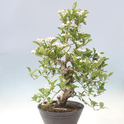 Bonsai im Freien - Weißdorn - Crataegus cuneata - 4