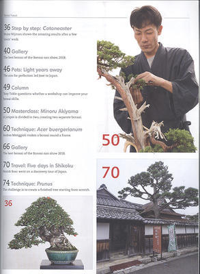Bonsai Fokus Nr. 150 - 4